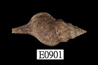 藏品(峨螺)的圖片